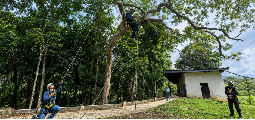 Poda de Árbol en Panamá