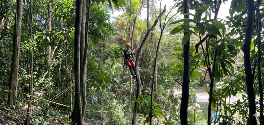 Tala de Árboles en Panamá